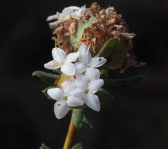Pimelea brachyphylla