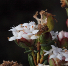 Pimelea brachyphylla