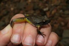 Ranoidea lesueuri