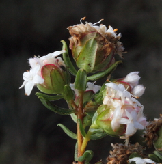 Pimelea brachyphylla