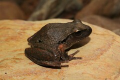 Ranoidea lesueuri