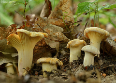 Cantharellus pallens