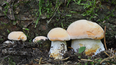 Cantharellus pallens