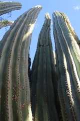 Pachycereae