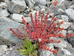 Epilobium melanocaulon