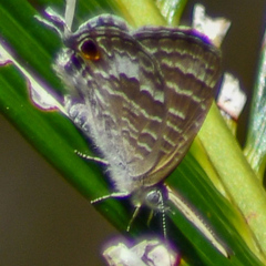 Theclinesthes onycha