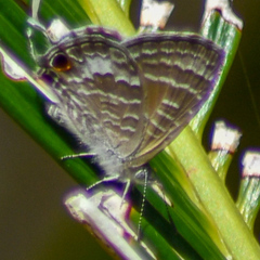 Theclinesthes onycha