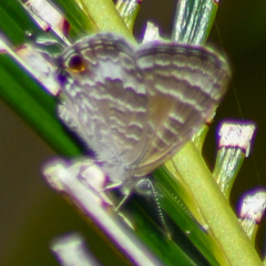 Theclinesthes onycha