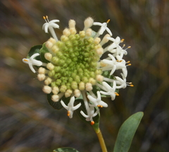 Pimelea brevifolia