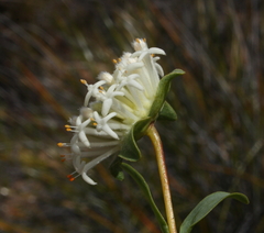 Pimelea brevifolia