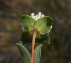 Pimelea brevifolia