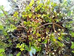 Gingidia decipiens