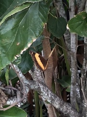 Yoma sabina