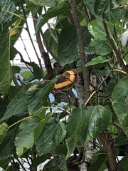 Yoma sabina