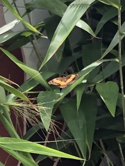Yoma sabina
