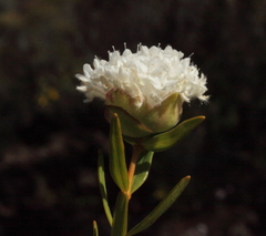 Pimelea angustifolia