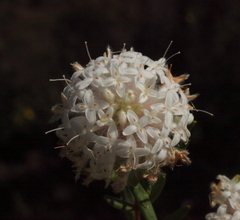 Pimelea angustifolia