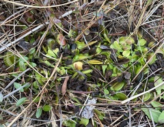 Dionaea muscipula