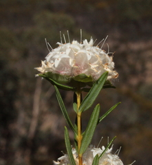 Pimelea angustifolia