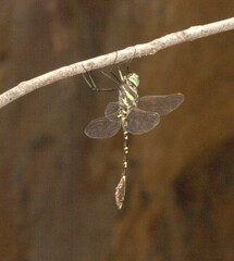 Phyllomacromia picta