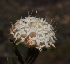 Pimelea angustifolia