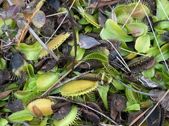 Dionaea muscipula