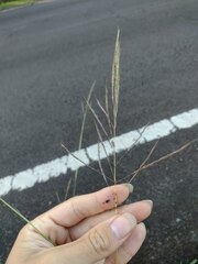 Bothriochloa bladhii