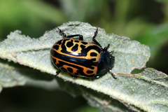 Calligrapha mexicana