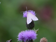 Udea lutealis