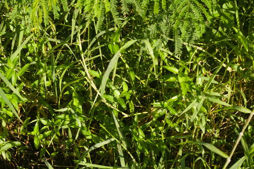 Urochloa mutica observed 2022-12-29