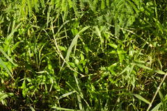 Urochloa mutica