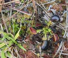 Dionaea muscipula