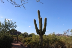 Carnegiea gigantea