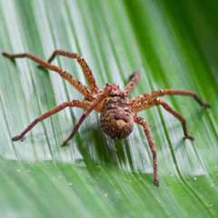 Heteropoda jugulans