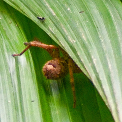 Heteropoda jugulans