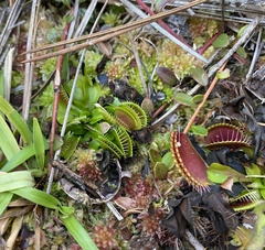 Dionaea muscipula