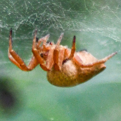 Cyrtophora exanthematica