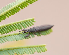 Rhinotia phoenicoptera