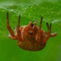 Cyrtophora exanthematica