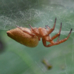 Cyrtophora exanthematica