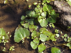 Spirodela polyrhiza