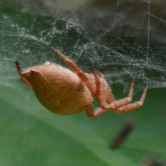 Cyrtophora exanthematica