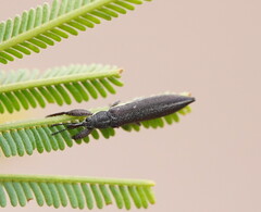 Rhinotia phoenicoptera