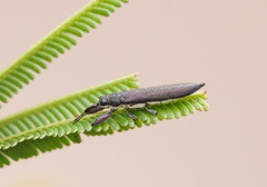 Rhinotia phoenicoptera