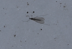 Trichocera saltator