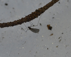 Trichocera saltator