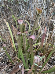 Sarracenia rubra