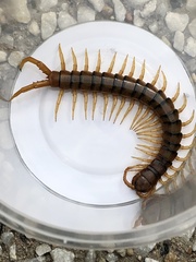 Ethmostigmus rubripes