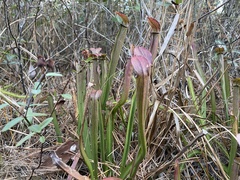 Sarracenia rubra