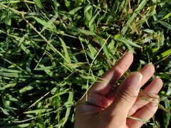 Paspalum conjugatum